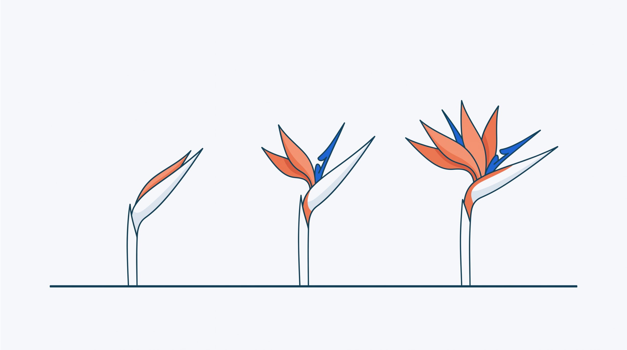 A Strelitzia stem shown in three stages, from a closed spathe to a full bloom.